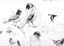 Moussiers-Redstart- sketch c.jpg