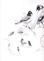 Moussiers-Redstart-sketch a.jpg