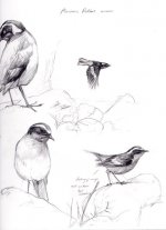 Moussiers-Redstart-sketch b.jpg