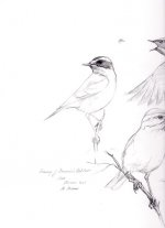 Redstart-sketch-1.jpg