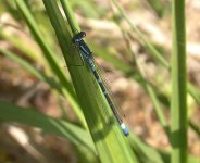 Irish-Damselfly (4).jpg