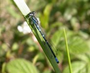 Irish-Damselfly (15).jpg