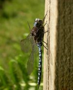 Azure Hawker (2).jpg