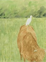 cattle-egret.jpg