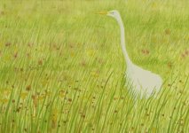 great-white-egret.jpg