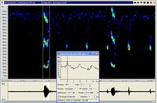 Copy of sonogram poss noctule.jpg