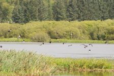 Lapwings recover from sparrowhawk.JPG