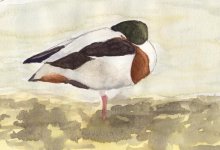 shelduck_pntg.jpg