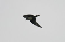 Pomarine-Skua--(4)-Hunstant.jpg