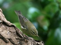 chiff chaff  012_filtered.jpg