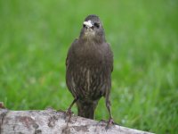 European Starling (Adolescent) [Sturnus vulgaris] A004_resize.jpg