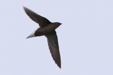 Brown Needletail copy.jpg