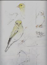 greenfinch2.JPG