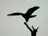 Harrier silhouette 1 small.jpg