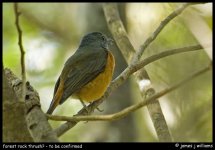 Forest Rock Thrush - TBC - for BF.jpg