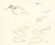 curlew2.jpg