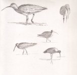 curlew3.jpg