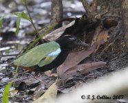 Rainbow Pitta Pitta iris Fogg Dam 6421b  10-3-07.jpg