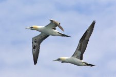 GZ6V4929_Gannets_web_001.jpg