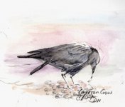 carrion crow.JPG