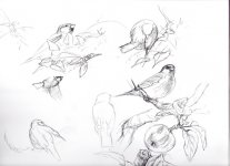 img-Garden-sketches002.jpg