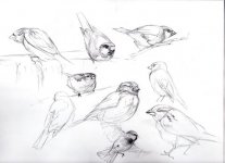 img-Garden-sketches003.jpg