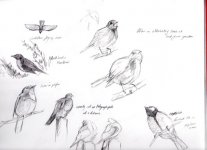 img-Garden-sketches005.jpg