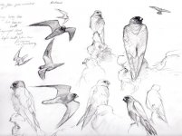 img-Sooty-Falcon-Sketches-s.jpg