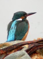 kingfisher shilties jan 06.jpg