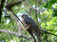 Red-chested Cuckoo, South Africa.jpg