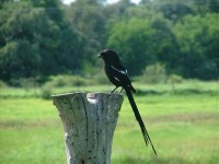 Magpie Shrike, Botswana.jpg