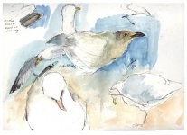herring gull sketches.JPG