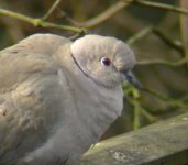 Collareddove08.jpg