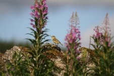 willow-warbler-2.jpg