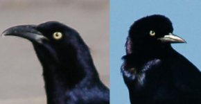 grackles.jpg