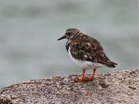 Turnstone_filtered.jpg