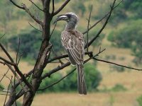 African Grey Hornbill (m).JPG