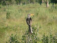 Southern Yellow-billed Hornbill (flying banana) (m).jpg