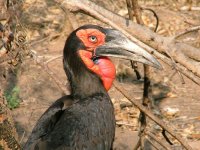 Southern Ground-Hornbill (f).JPG