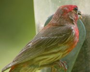 House Finch 05.jpg