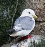 red-legged kittiwake.jpg