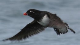 pk auklet in flight.jpg