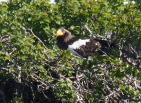 stellers sea-eagle on nest Zhupanova River.jpg