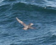 whiskered auklet.jpg