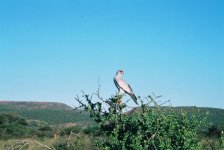 Pale Chanting Goshawk, Namibia.JPG