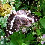 White Admiral 1 small.jpg