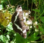 White Admiral 2 small.jpg