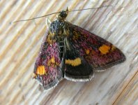 Pyrausta aurata.jpg