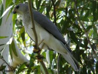 Grey Goshawk (small).jpg