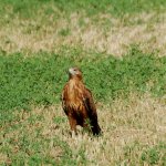 Buteo rufinus Polatlı 04.jpg